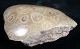 Polished Fossil Coral Head - Very Detailed #9338-2